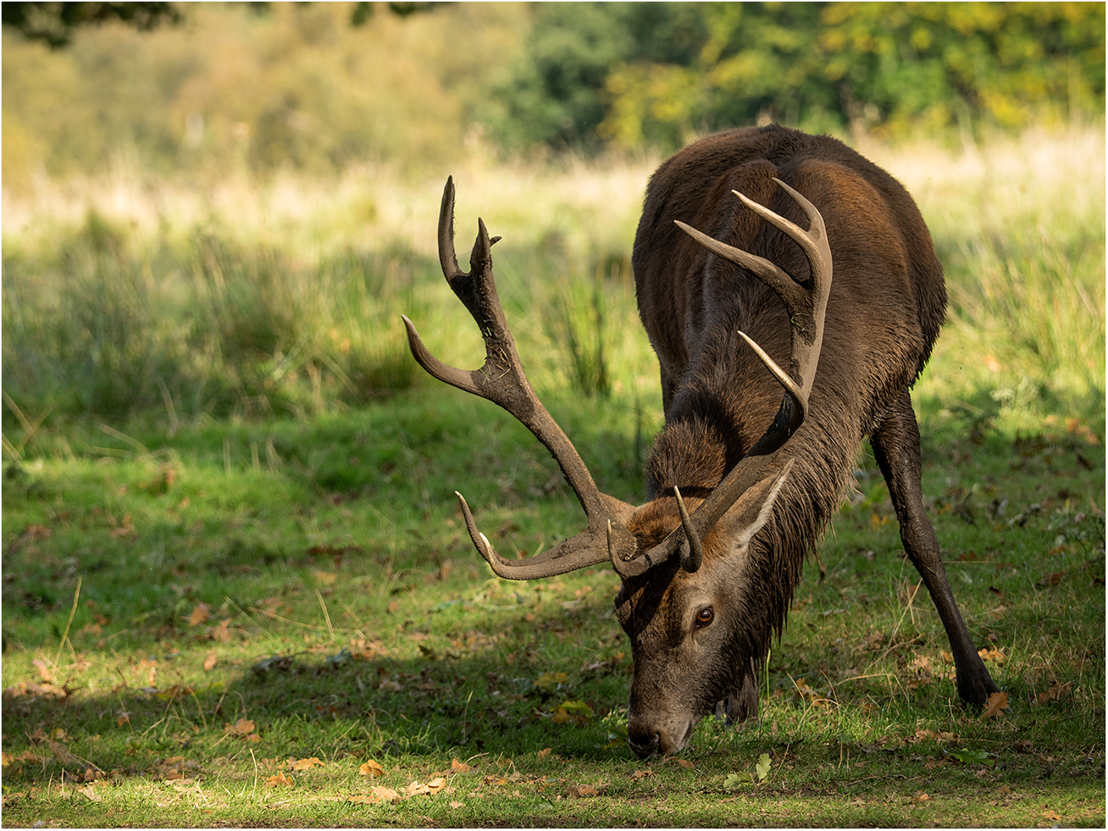 Feeding Red Deer Stag, by Paul Twambley