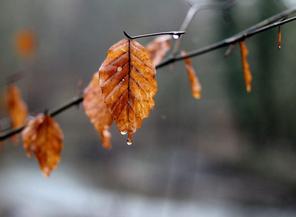 Birch Leaf, by Sandra Polke