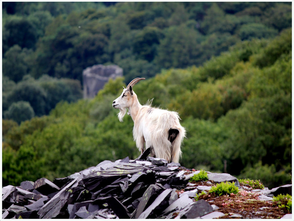Goat with a View, by Sandra Polke