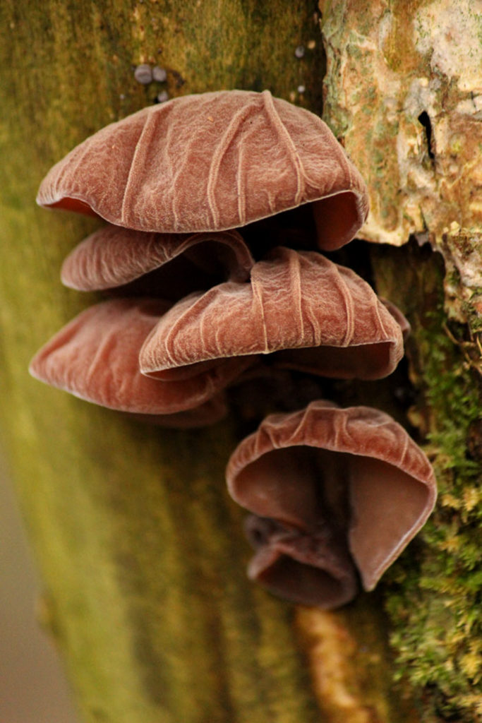Jews Ear Fungi, by Sandra Polke