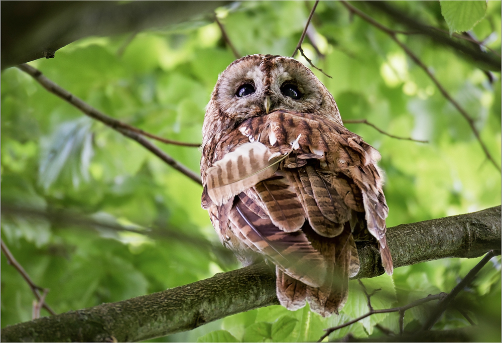 Wild Tawny Owl, by Angela Carr