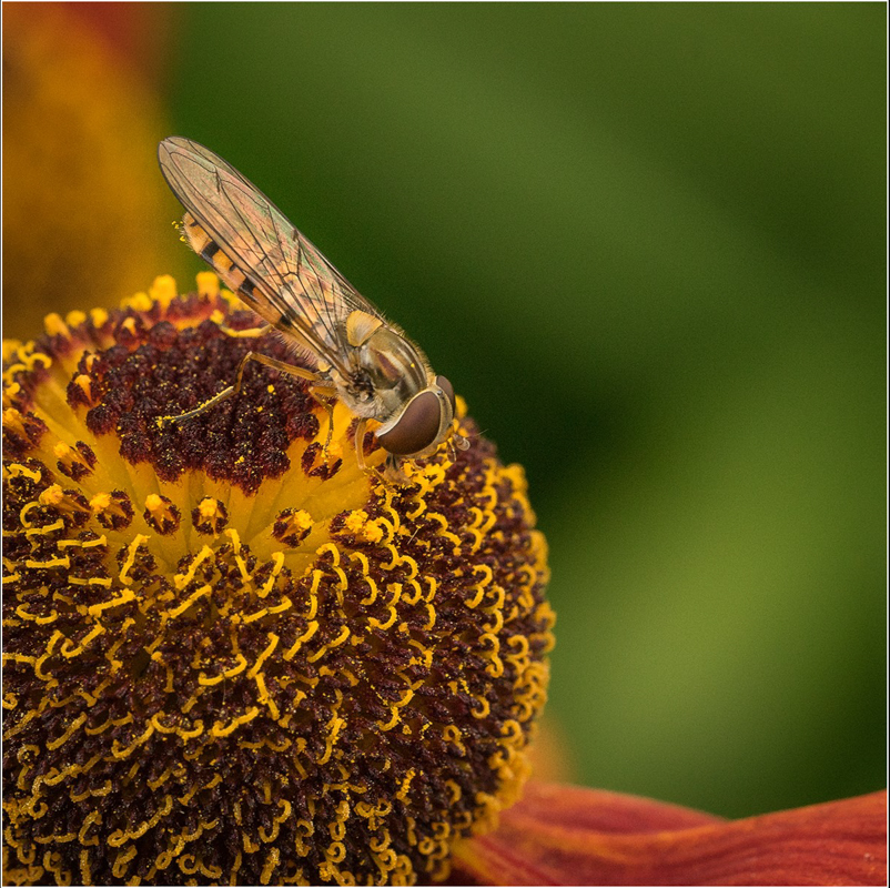 Hoverfly Feeding on Helenium, by Barbara Clayton
