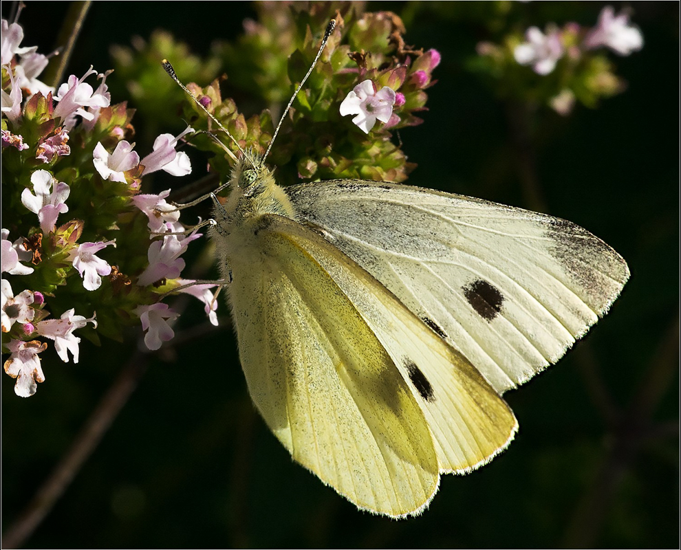 Small White Butterfly, by Barbara Clayton