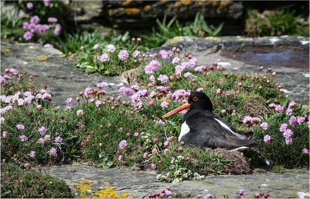 Oyster Catcher on Nest, by Paul King