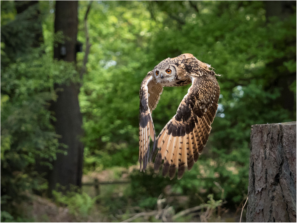 European Eagle Owl, by Paul Twambley