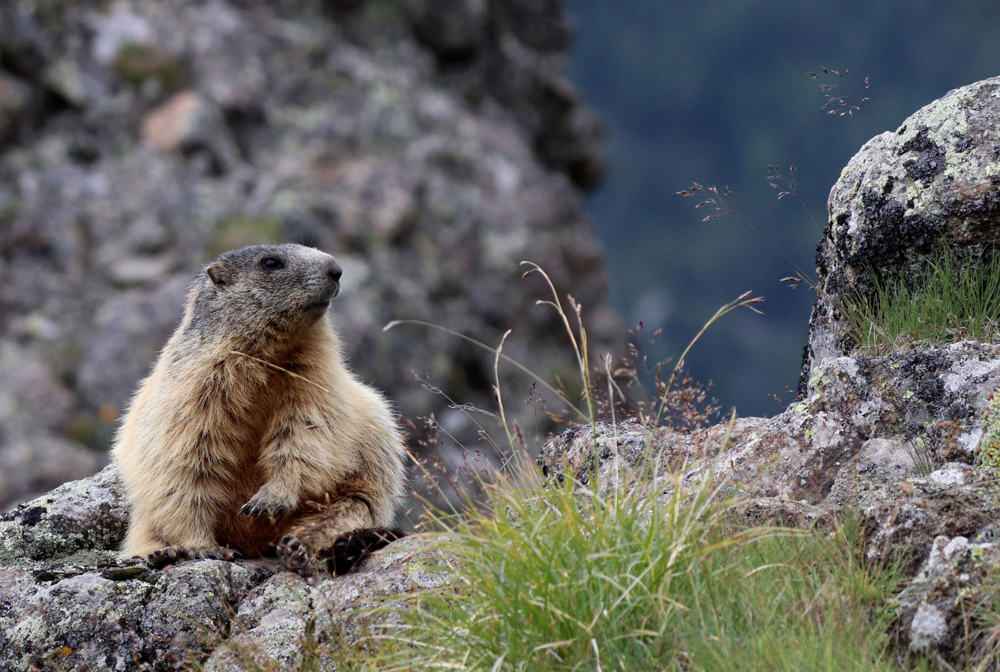 Marmot, by Sandra Polke