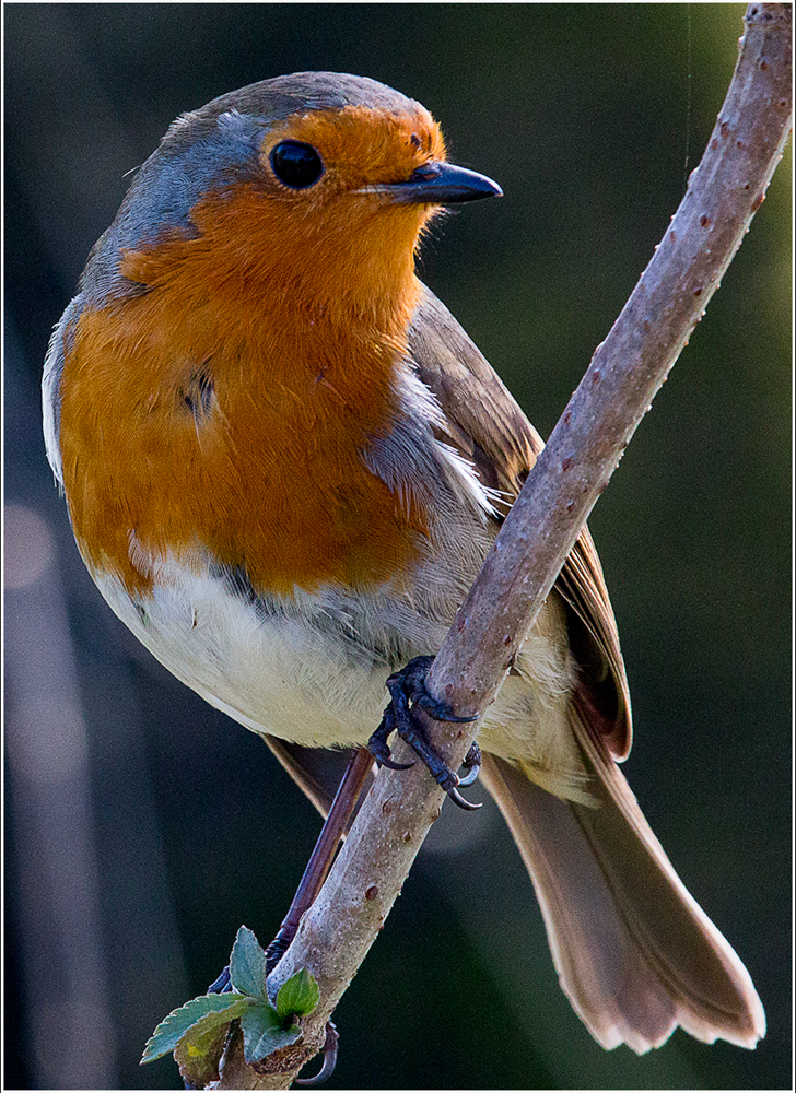 Robin on Branch, by Tracy Kuxhaus