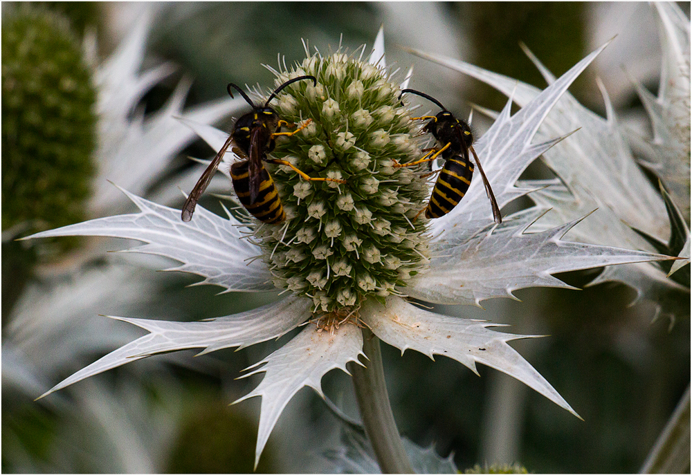 Wasps on Thistle, by Tracy Kuxhaus