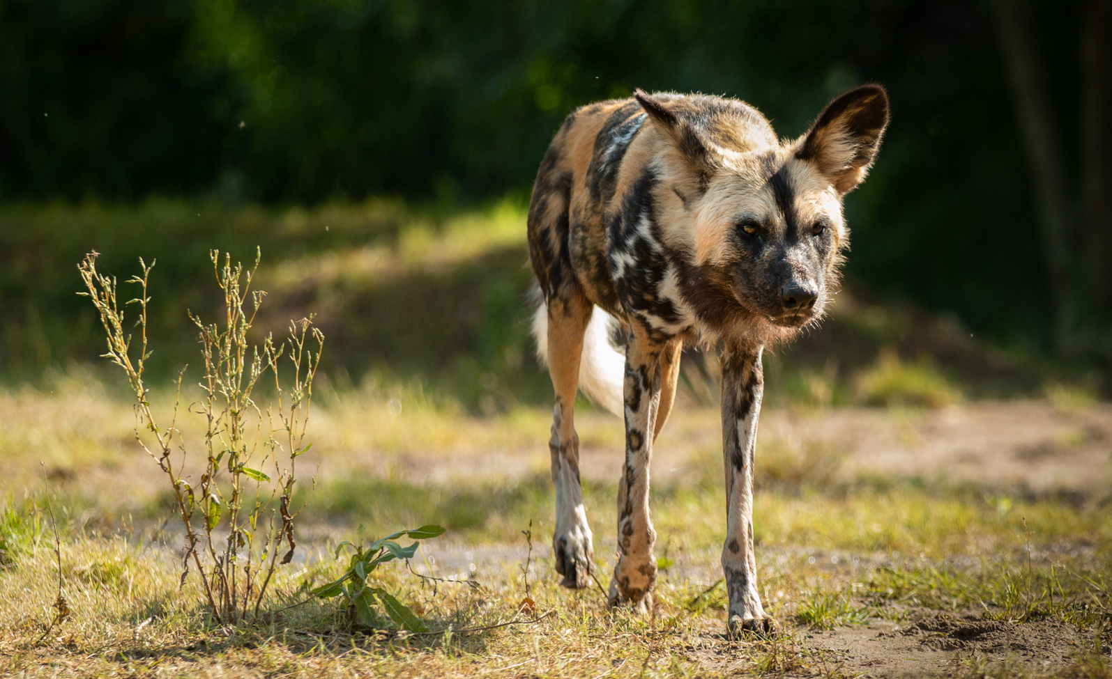 African Painted Dog at Chester Zoo, by Matthew Polke