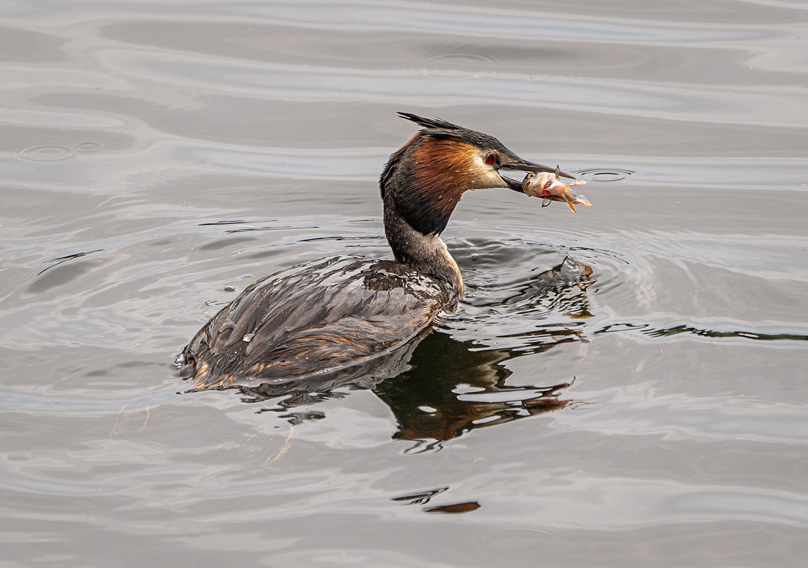 Great Crested Grebe with Catch, by Barbara Clayton