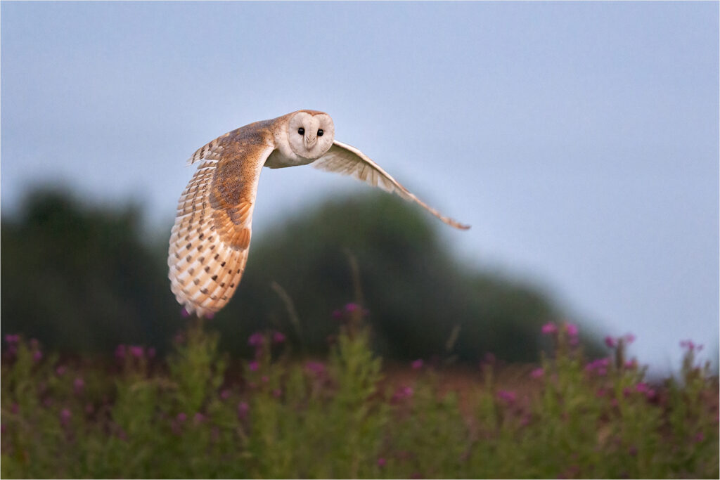 Barn Owl in Natural Habitat, by Angela Carr