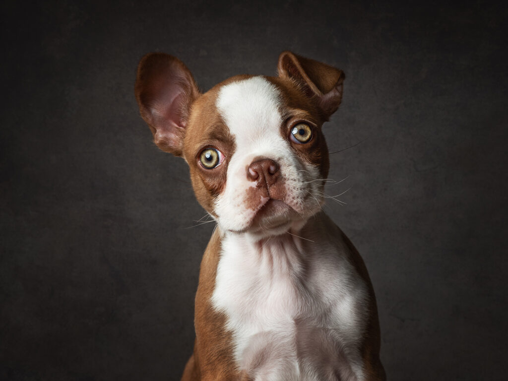 Boston Terrier Puppy, by Angela Carr