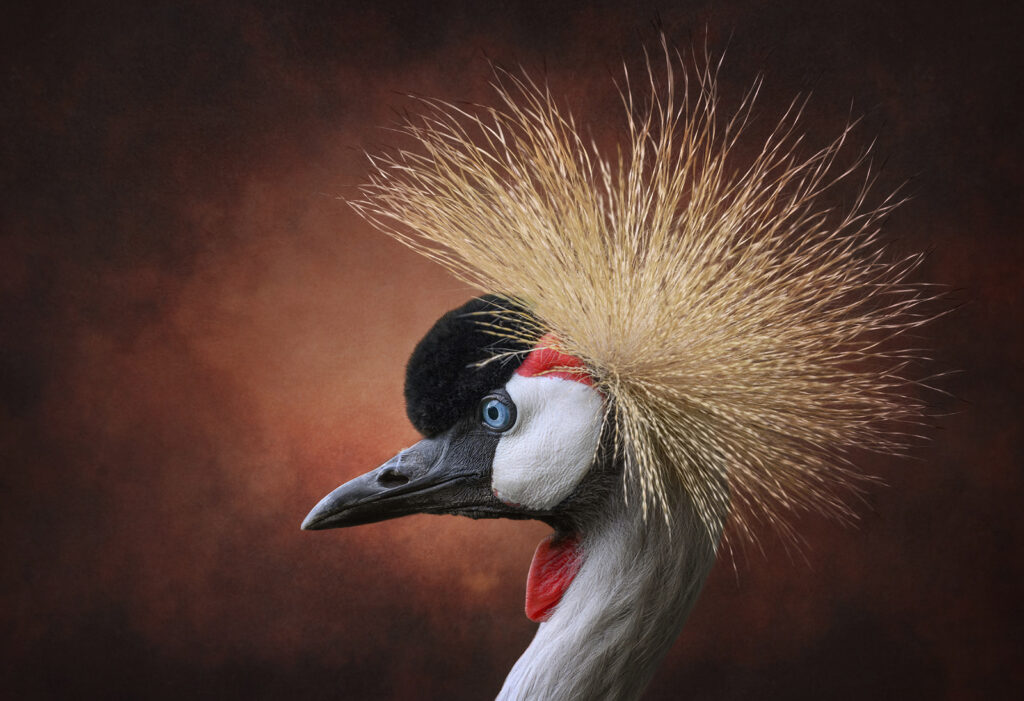 Crowned Crane, by Angela Carr