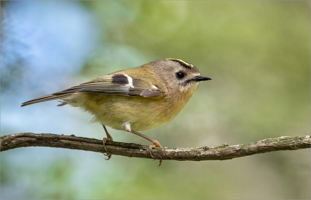 Goldcrest, by Angela Carr