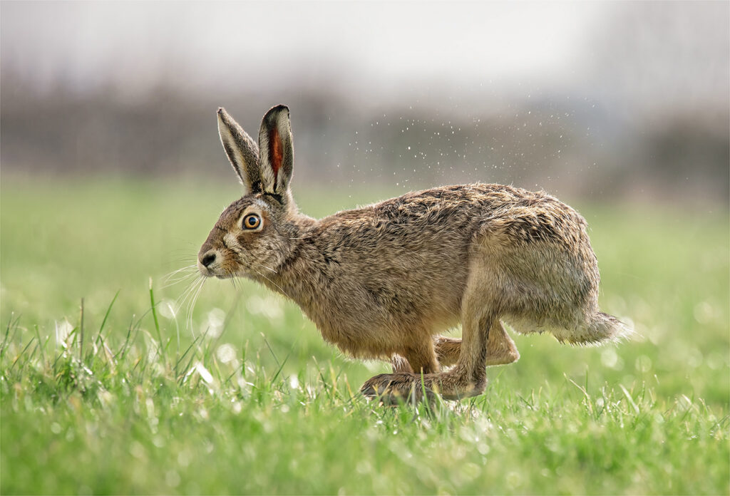 Hare in Morning Dew, by Angela Carr
