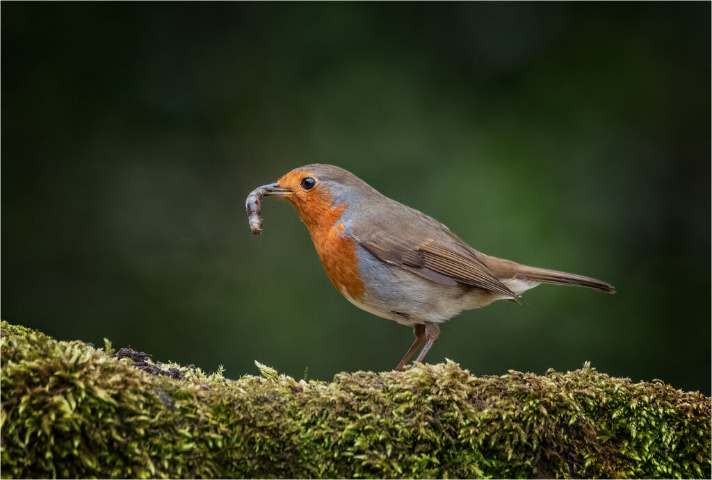 Nature Print Robin with Grub, by Angela Carr