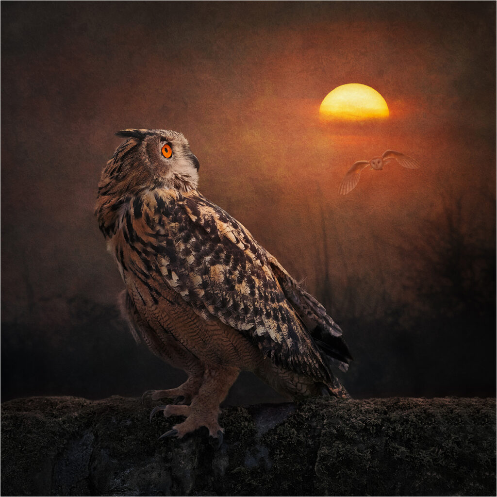 Night Owls, by Angela Carr
