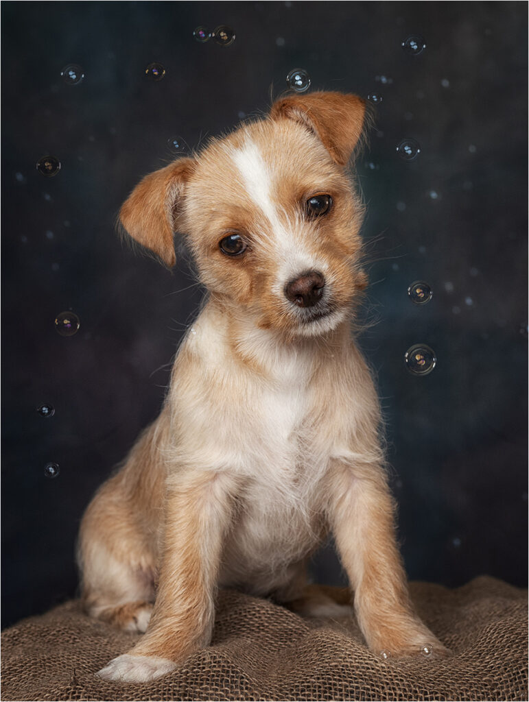 Pup and Bubbles, by Angela Carr