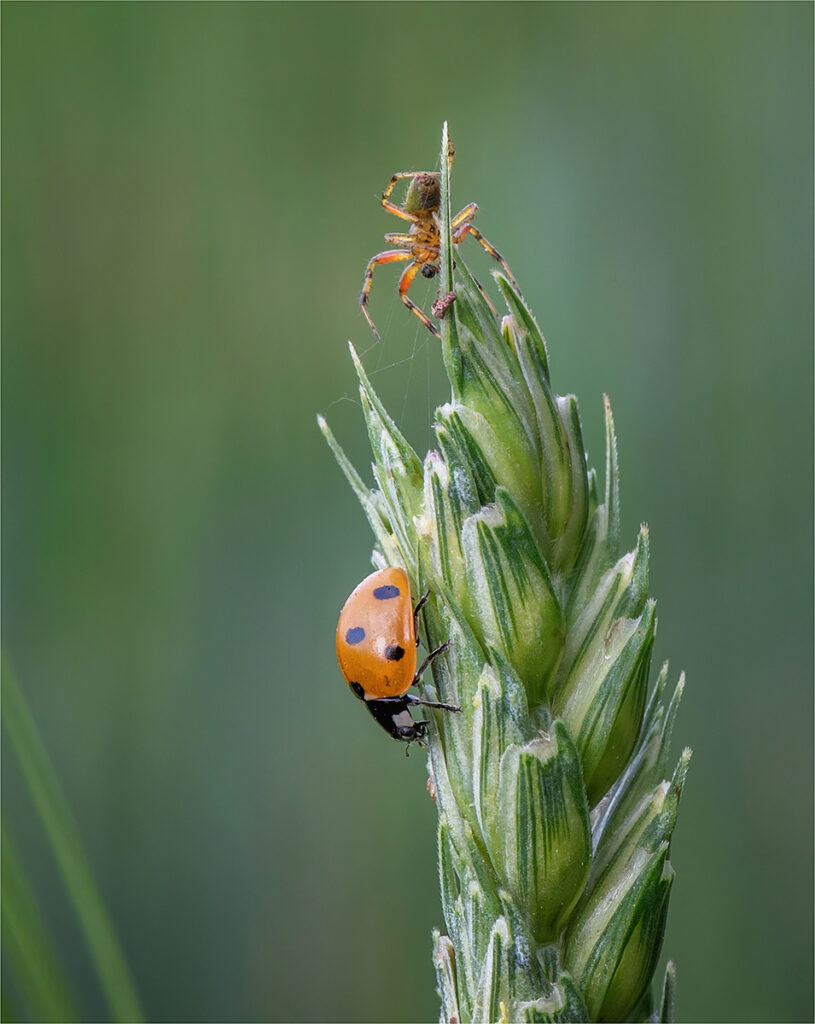 Spider and the Ladybird, by Angela Carr