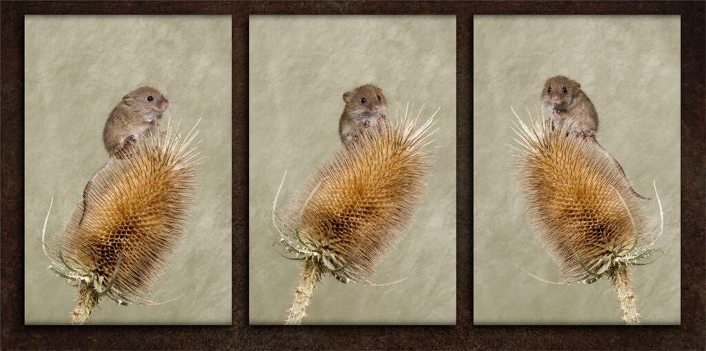 The Harvest Mice, by Angela Carr