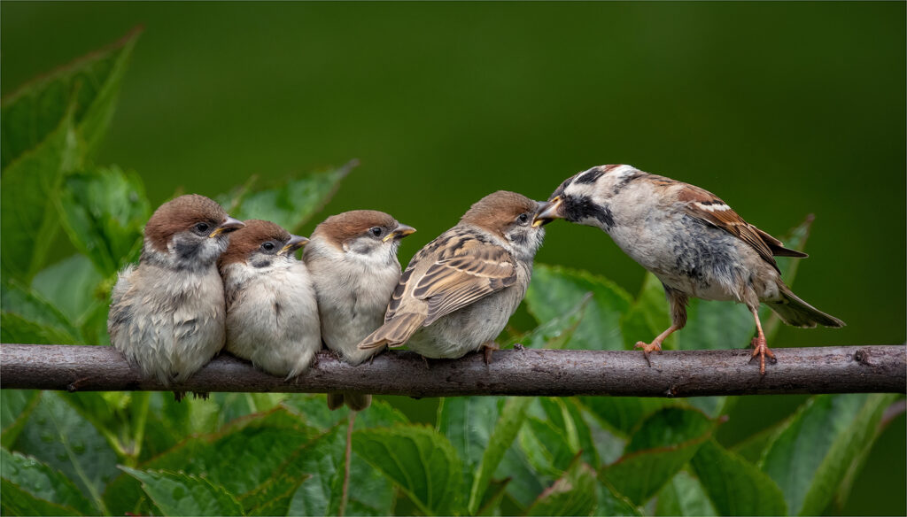 Tree Sparrows First in Line, by Angela Carr