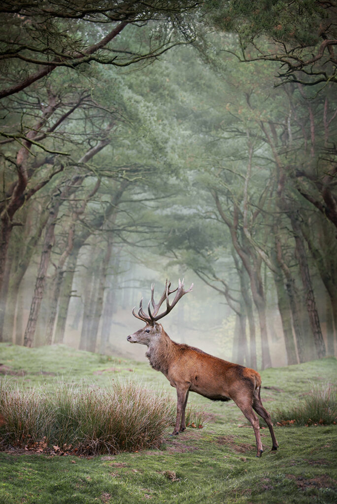 Woodland Beauty, by Angela Carr
