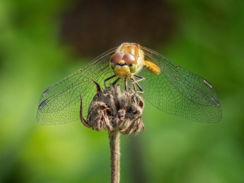 Dragonfly on Seedhead, by Barbara Clayton