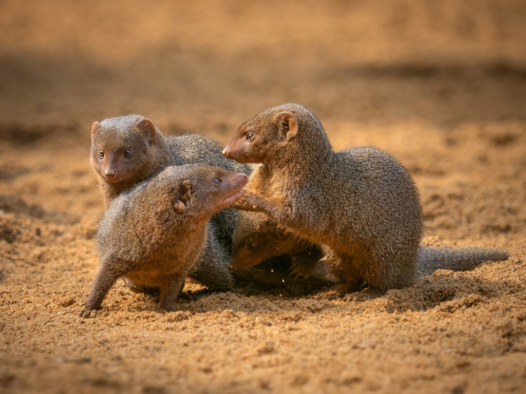 Dwarf Mongoose Family, by Barbara Clayton