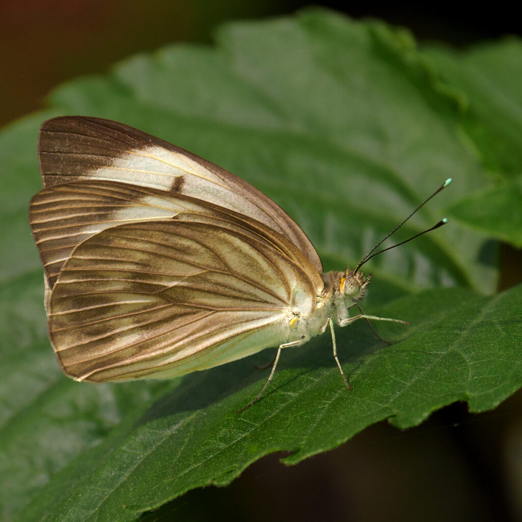 Great Southern White Butterfly, by Barbara Clayton