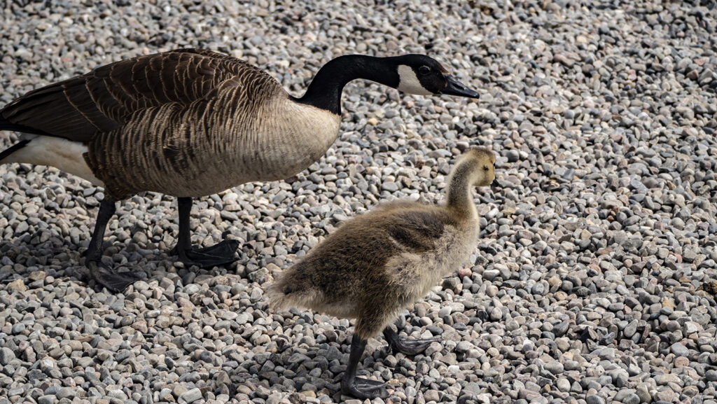 Canada Goose and Gosling, by Alex Gauld