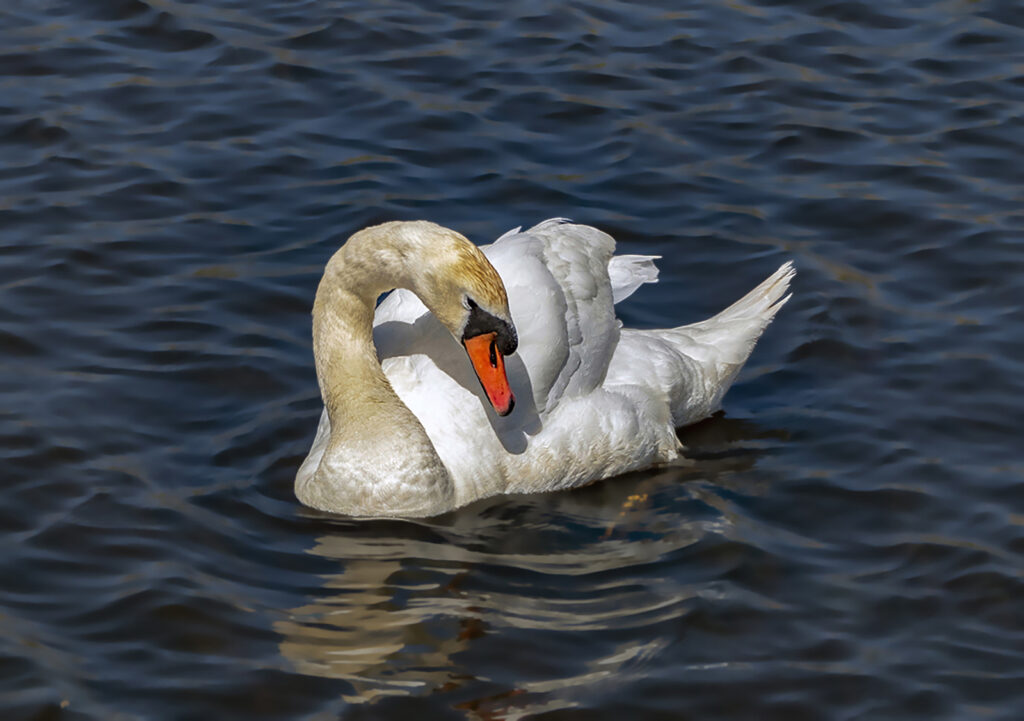 Mute Swan Fleetwood Marsh, by Alex Gauld