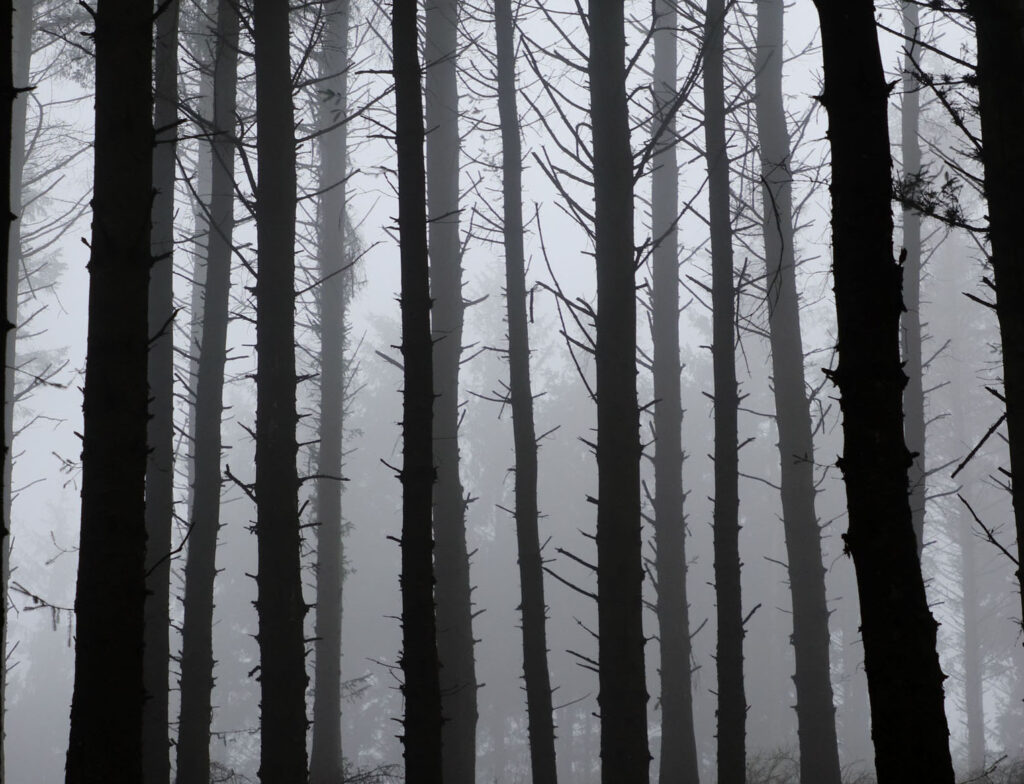 Barcode - Trees in the Mist, by Sandra Polke