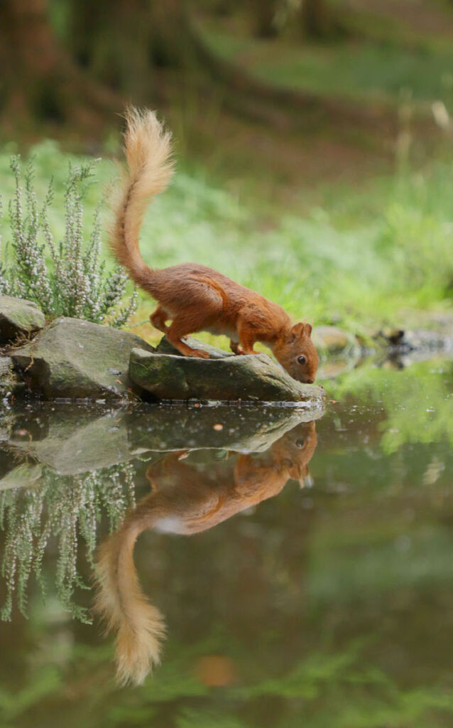 Red Squirrel, by Sandra Polke