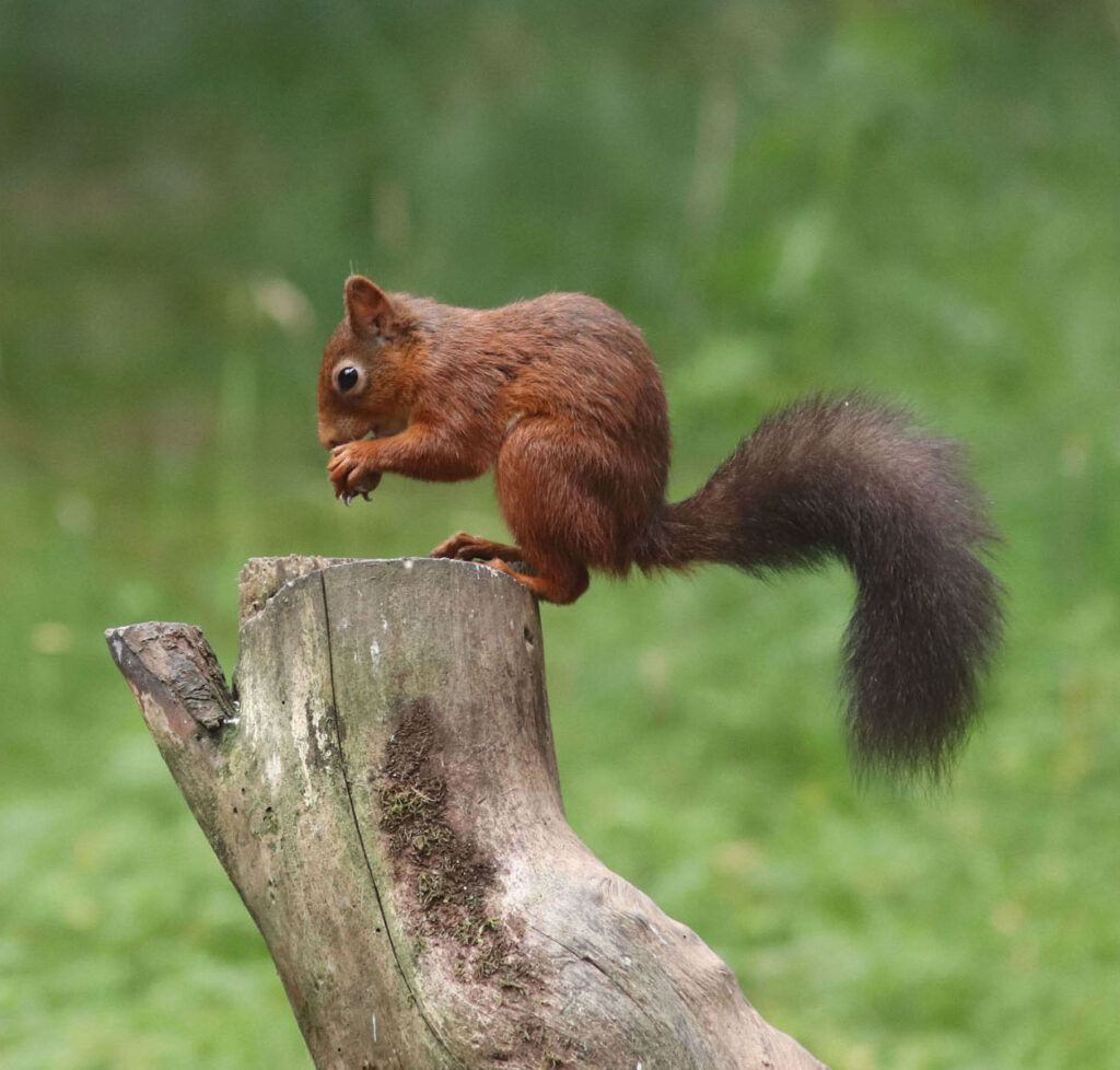 Squirrel on Post, by Sandra Polke