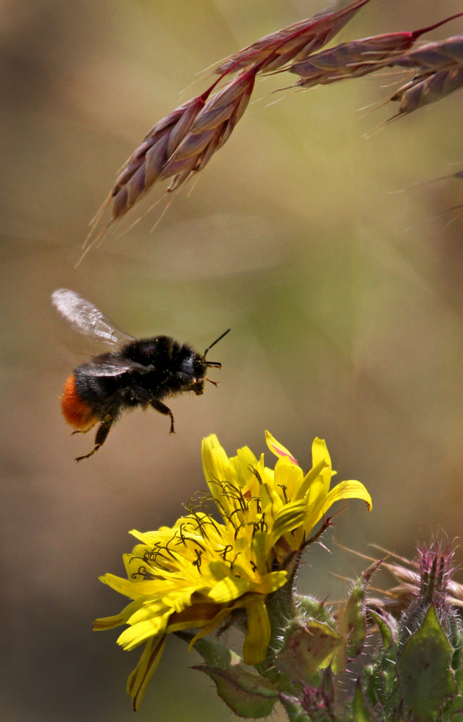 Bee Collecting Pollen, by Paul King