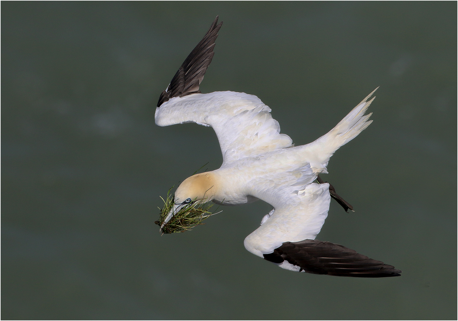 Gannet with Nesting Material
