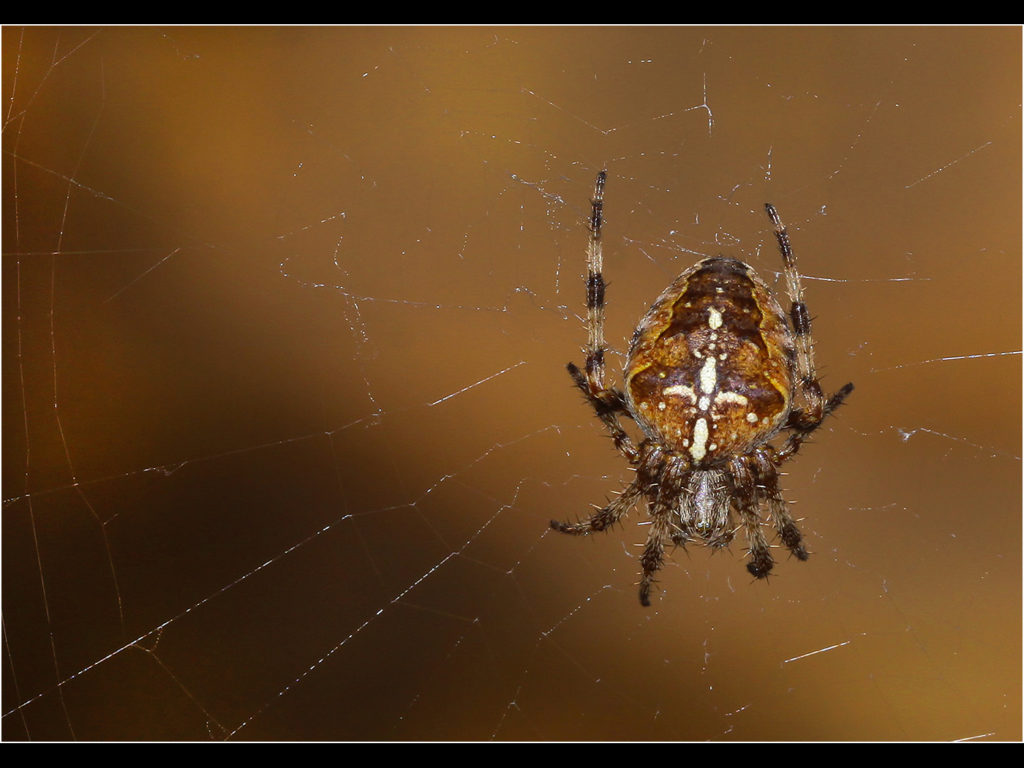 an image of a common orb spider in the centre of its web
