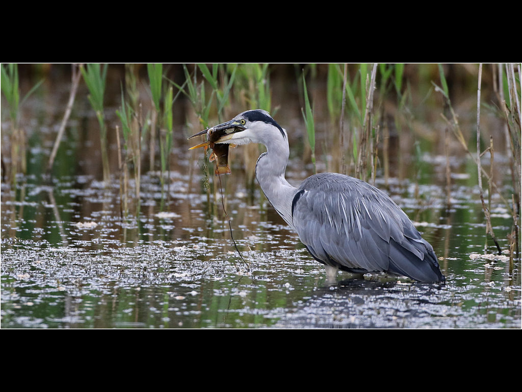 an image of a grey heron with a fish