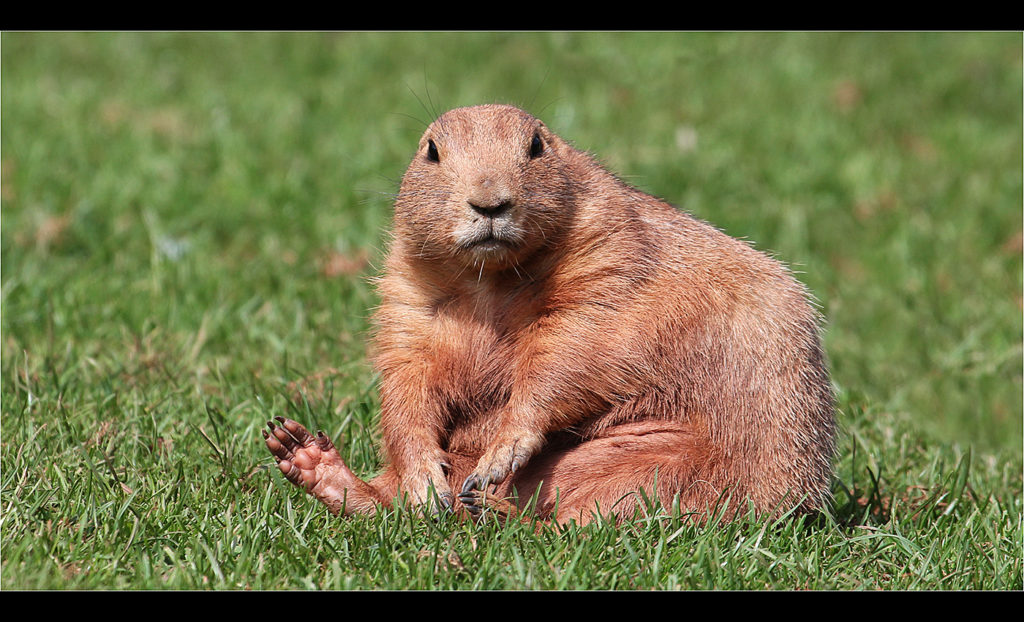 image of a prarie dog