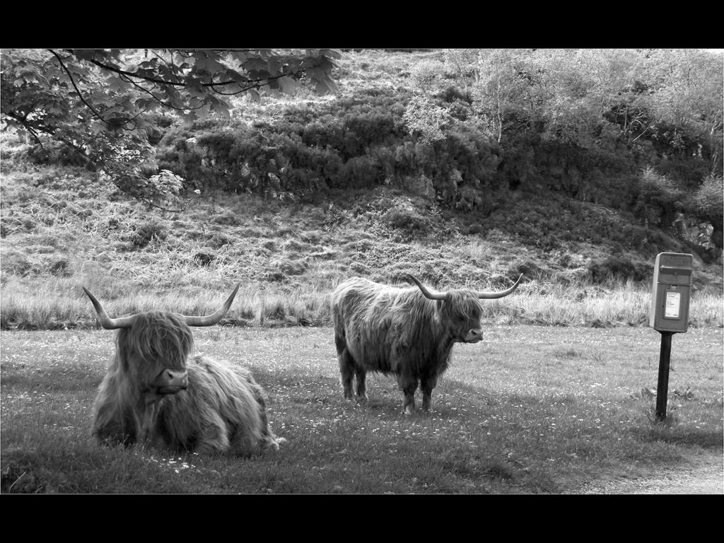 image of two highland cows