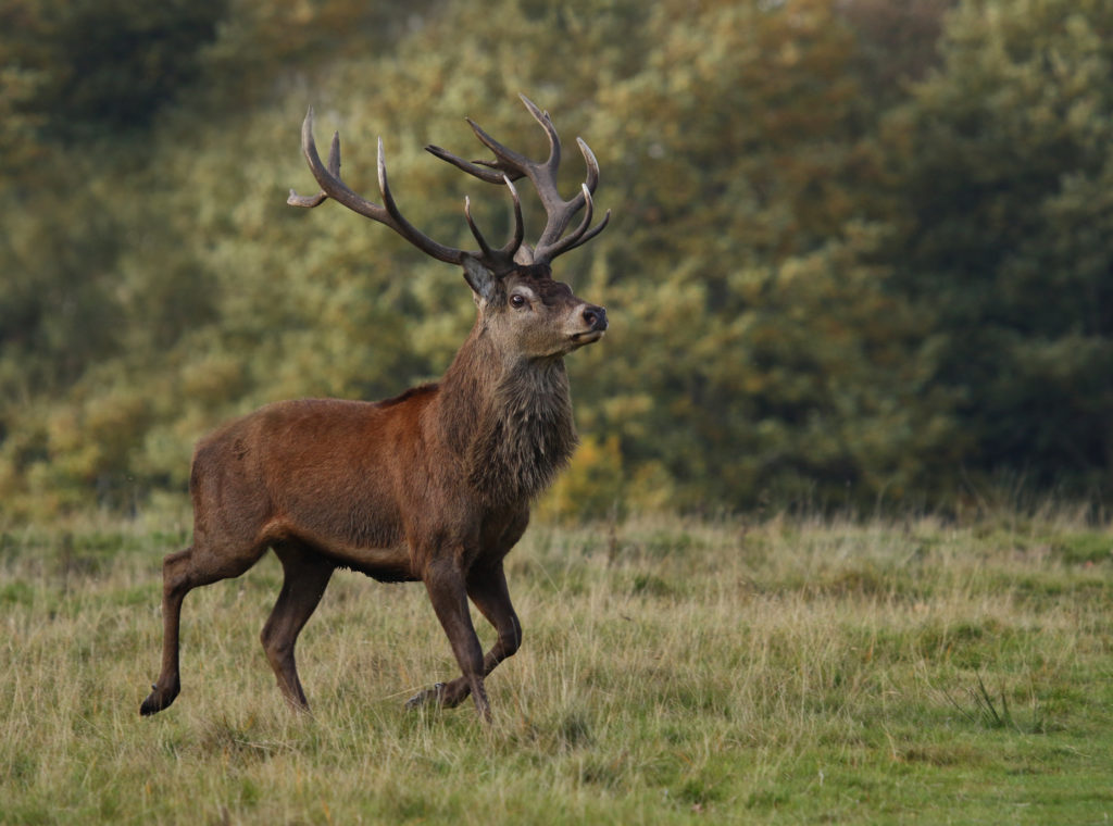 an image of a red deer stag trotting past the photographer