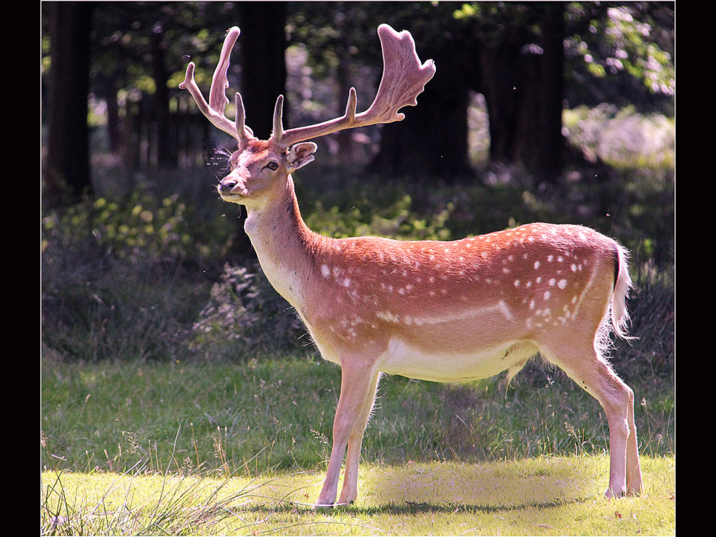 image of a deer