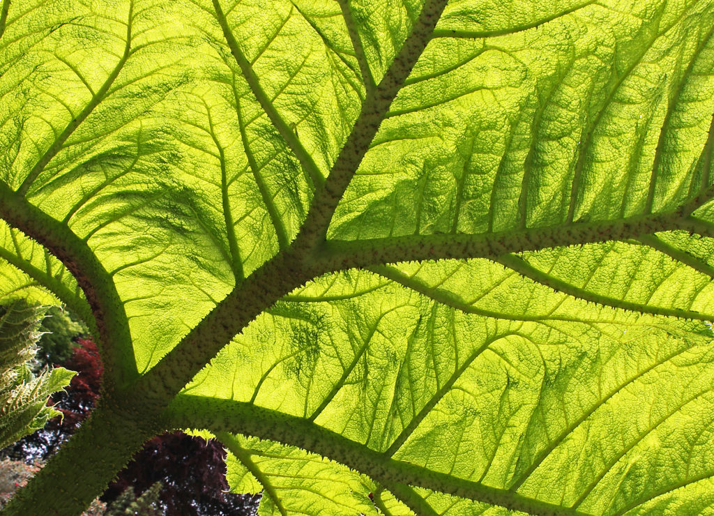 image of a plant leaf