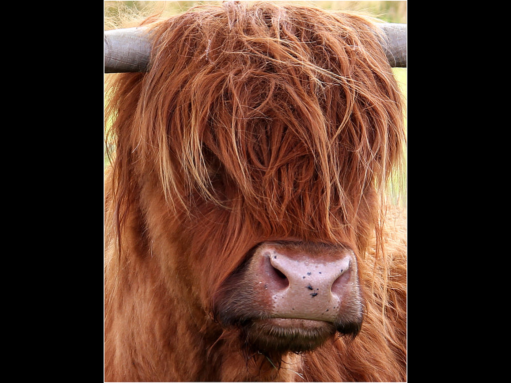 image of a highland cow