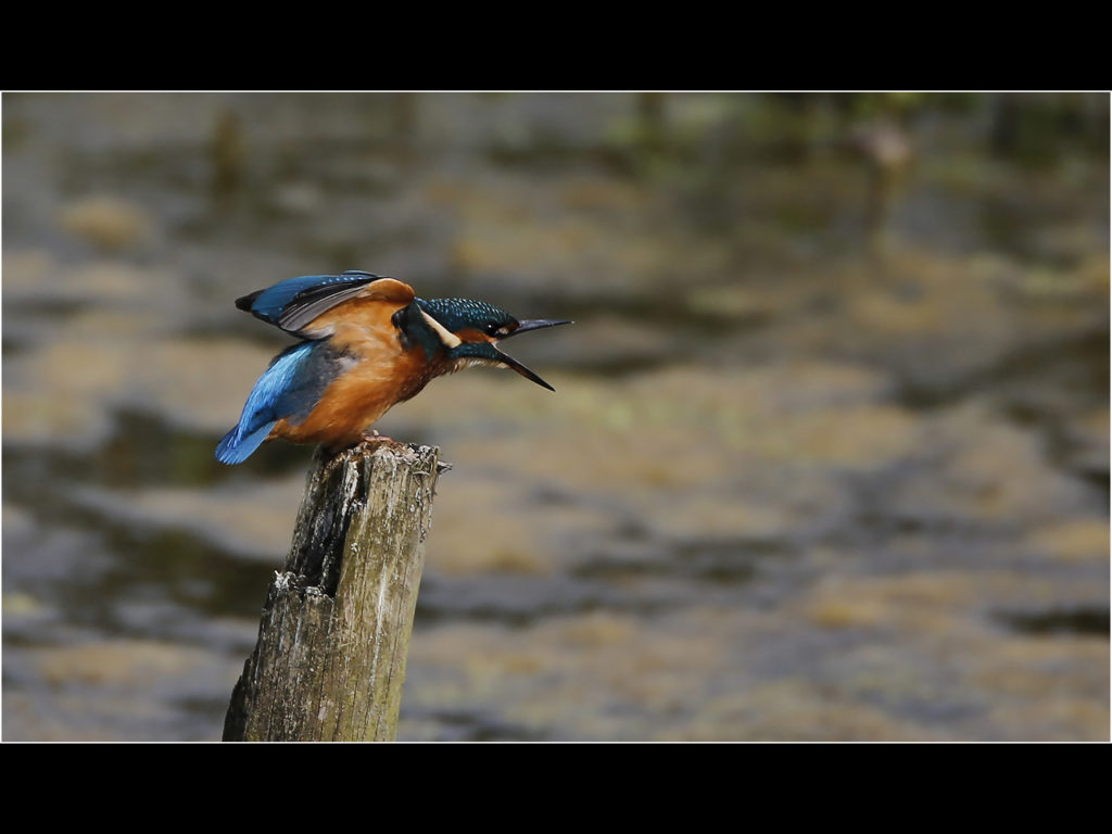 an image of a kingfisher