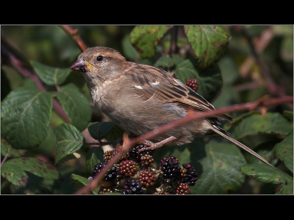 image of a sparrow