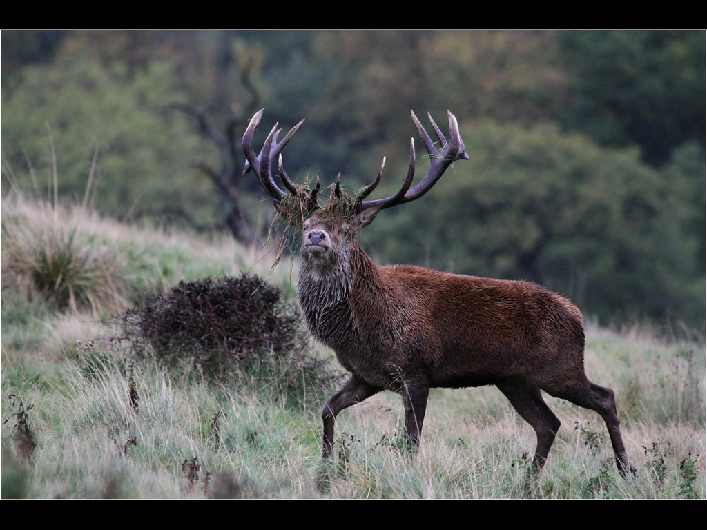 an image of a red deer stag at rut