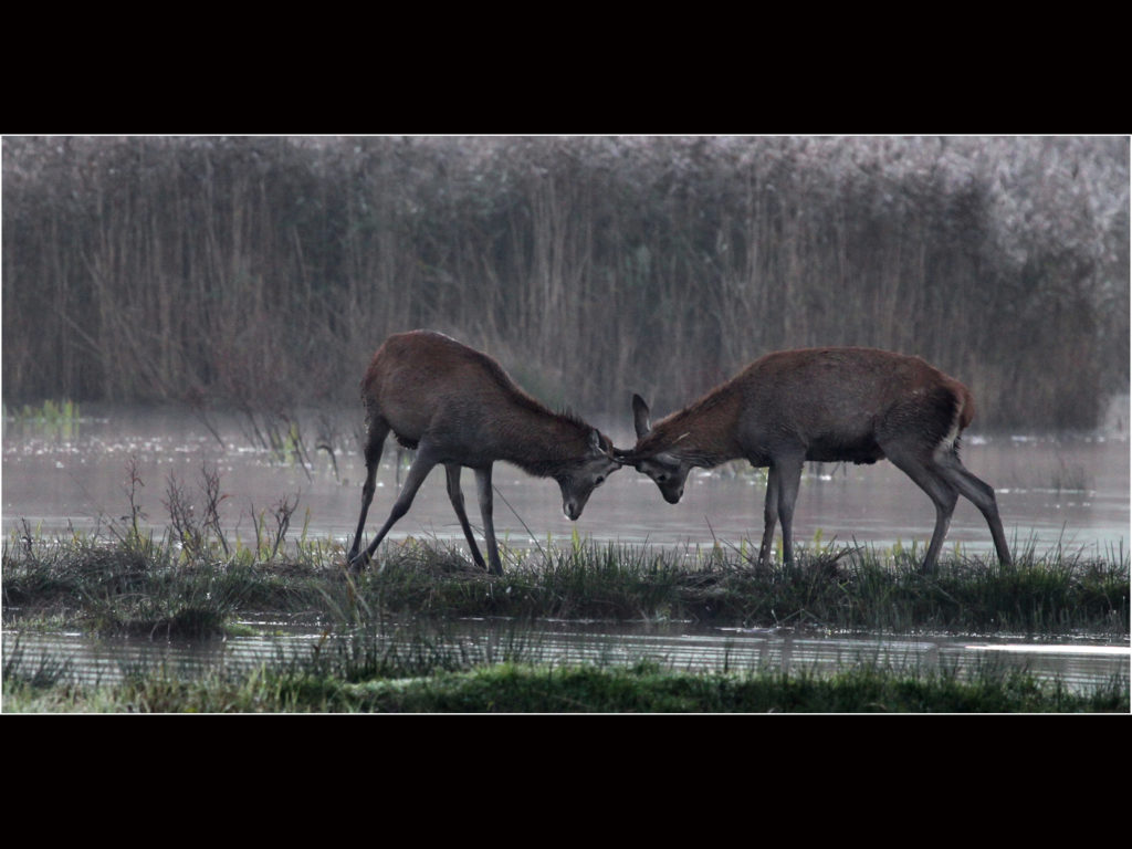 an image of Yearling Stags practice fighting