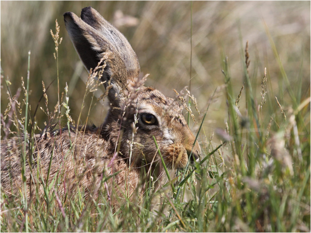an image of a young hare in the grass