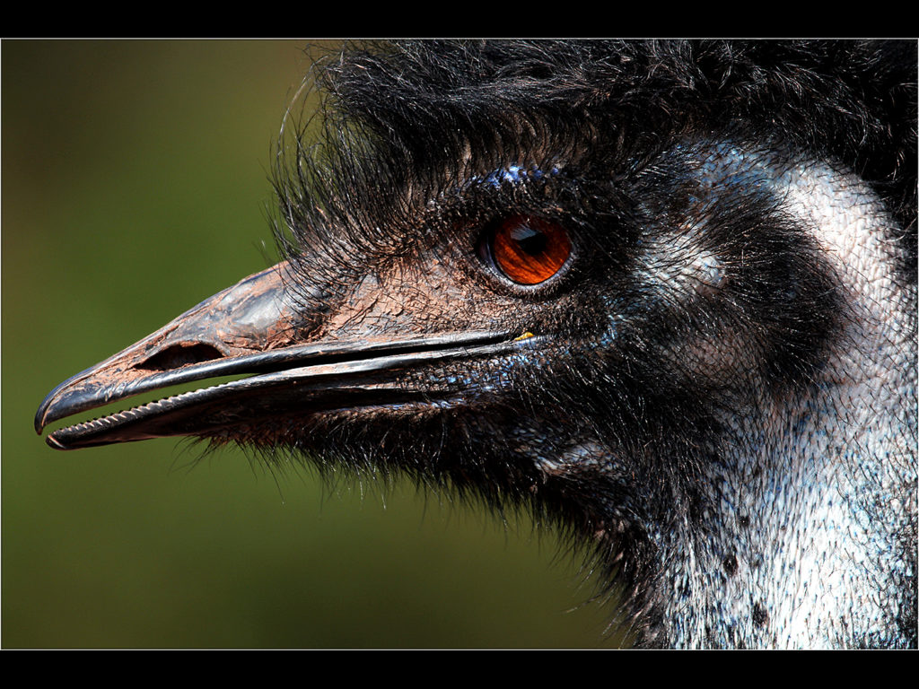 image of an emu face